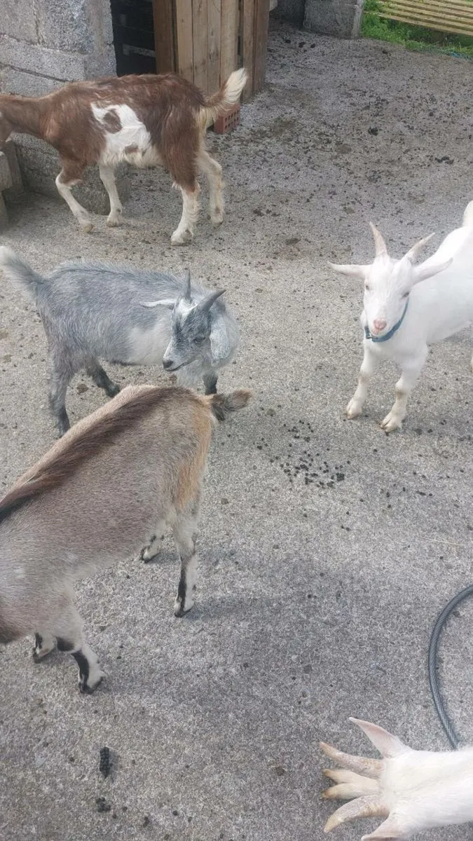 Male kid goats - Image 3