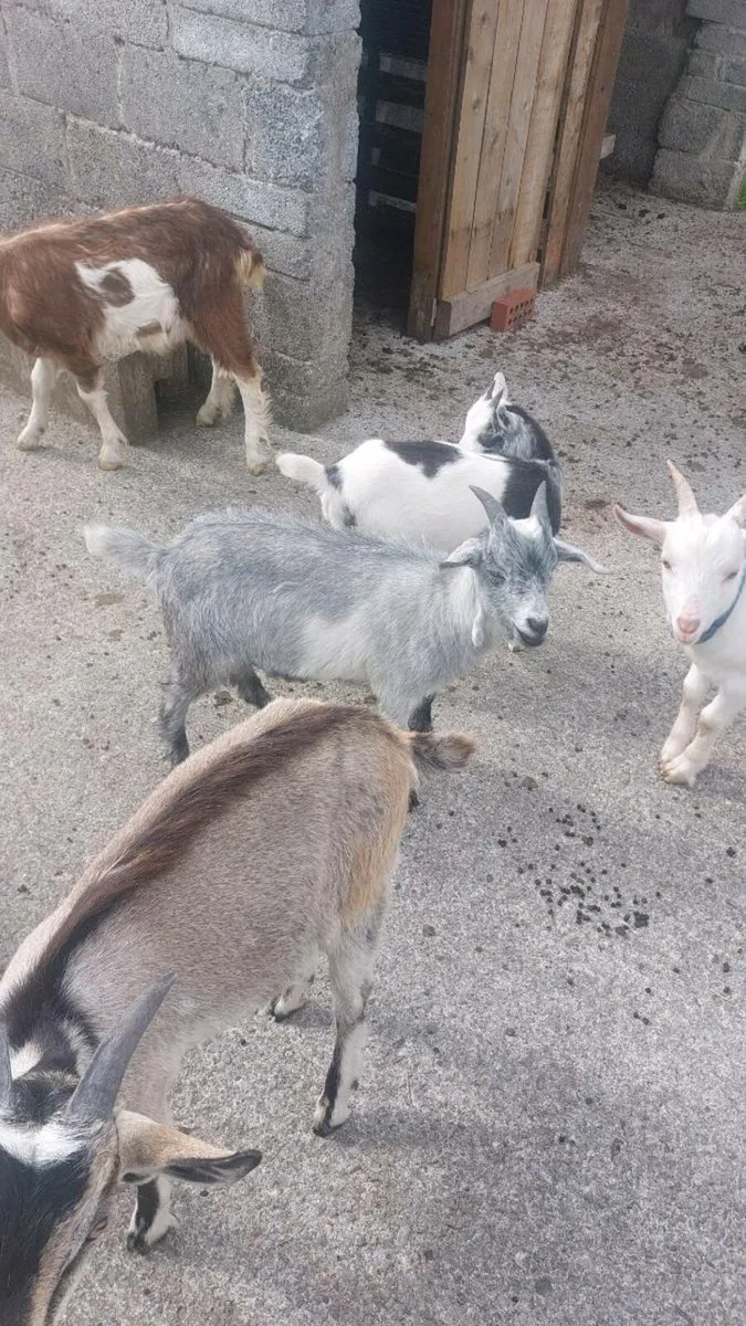 Male kid goats - Image 4