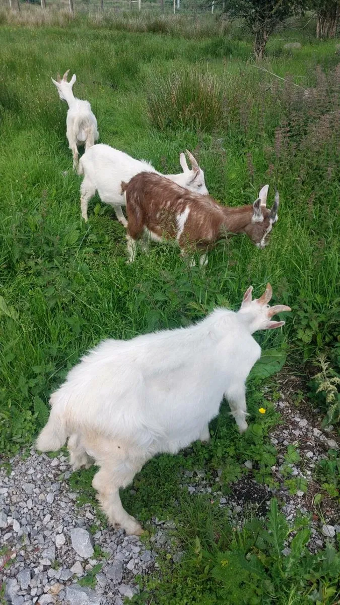 Male kid goats - Image 1