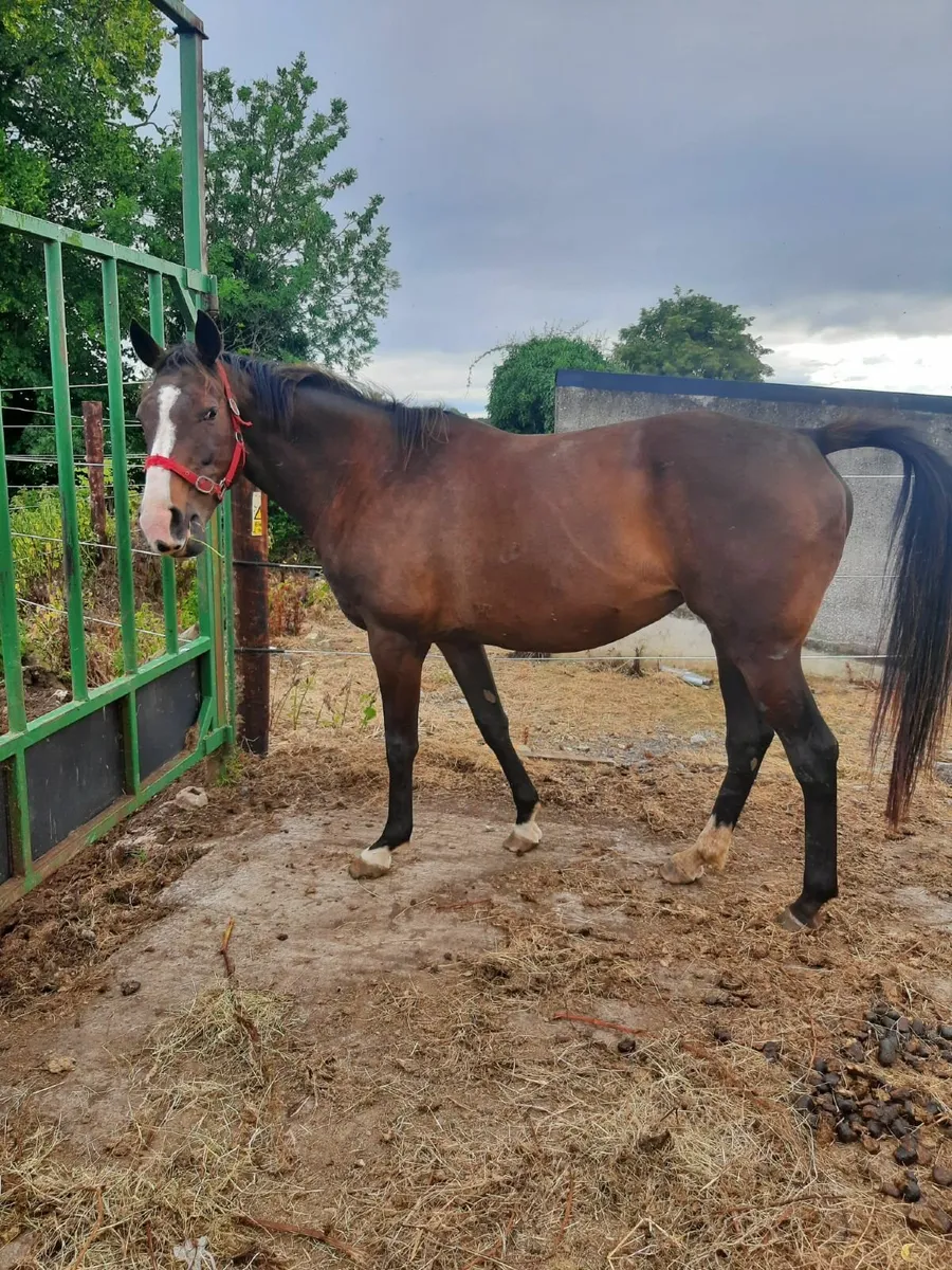 TB mares - Image 1