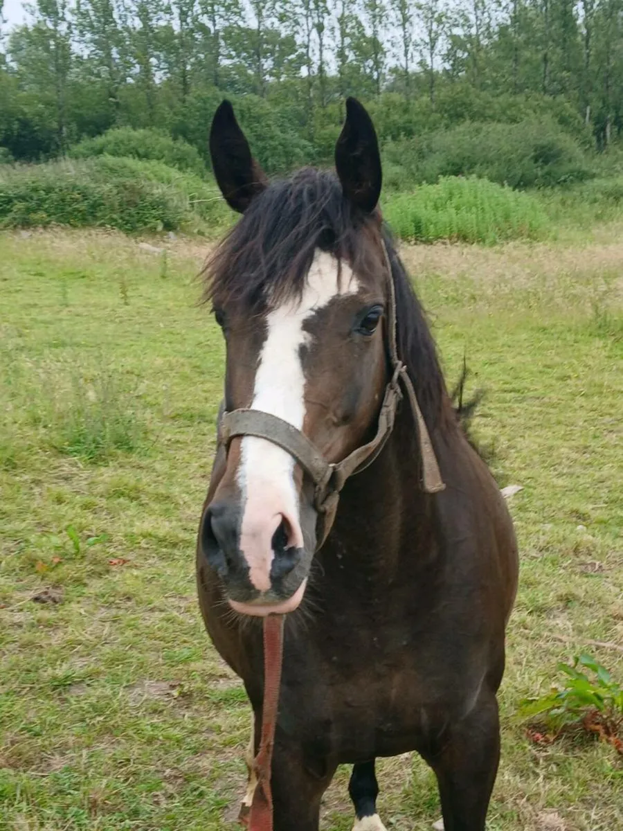 Broodmare - Image 1