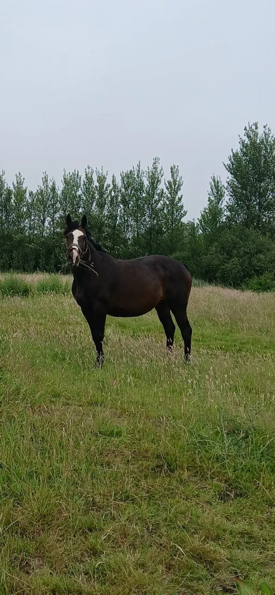 Broodmare - Image 2
