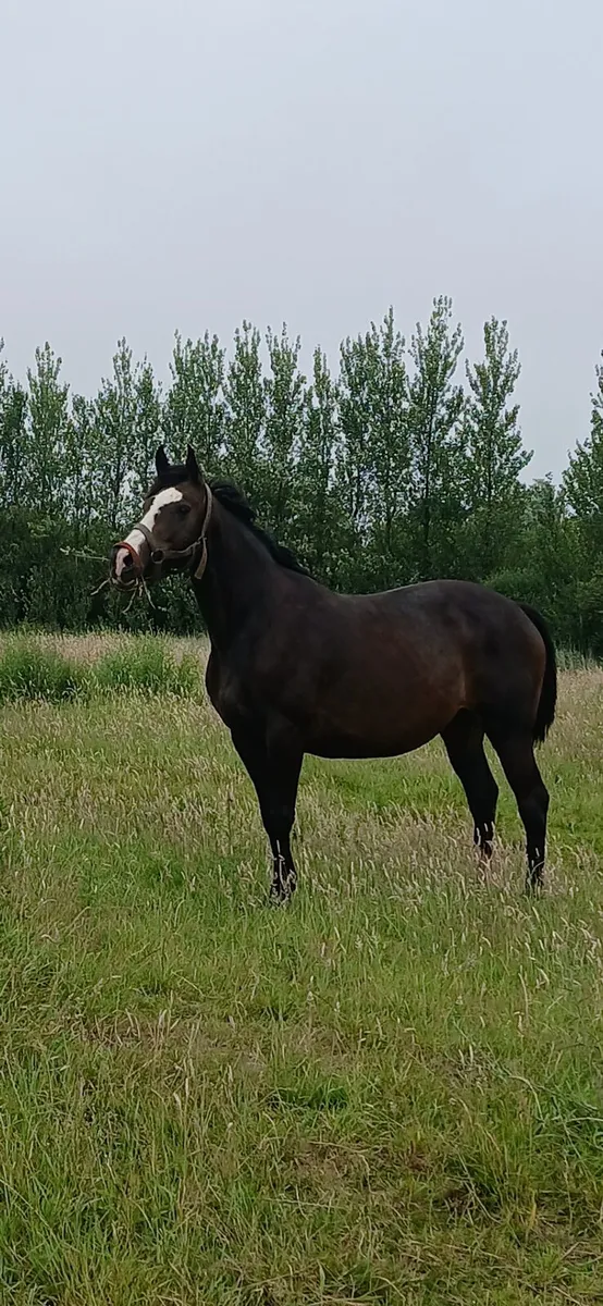 Broodmare - Image 3