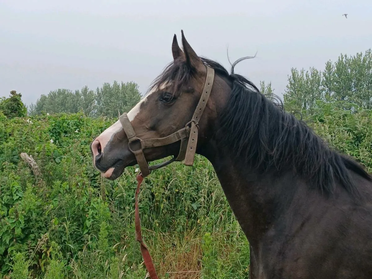 Broodmare - Image 4
