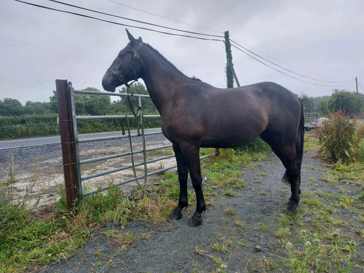 Gelding 2 years old - Image 2