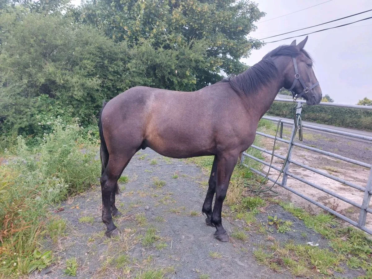 Gelding 2 years old - Image 3