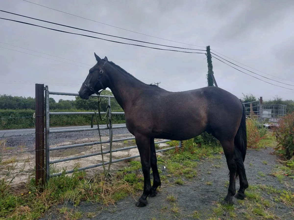 Gelding 2 years old - Image 1
