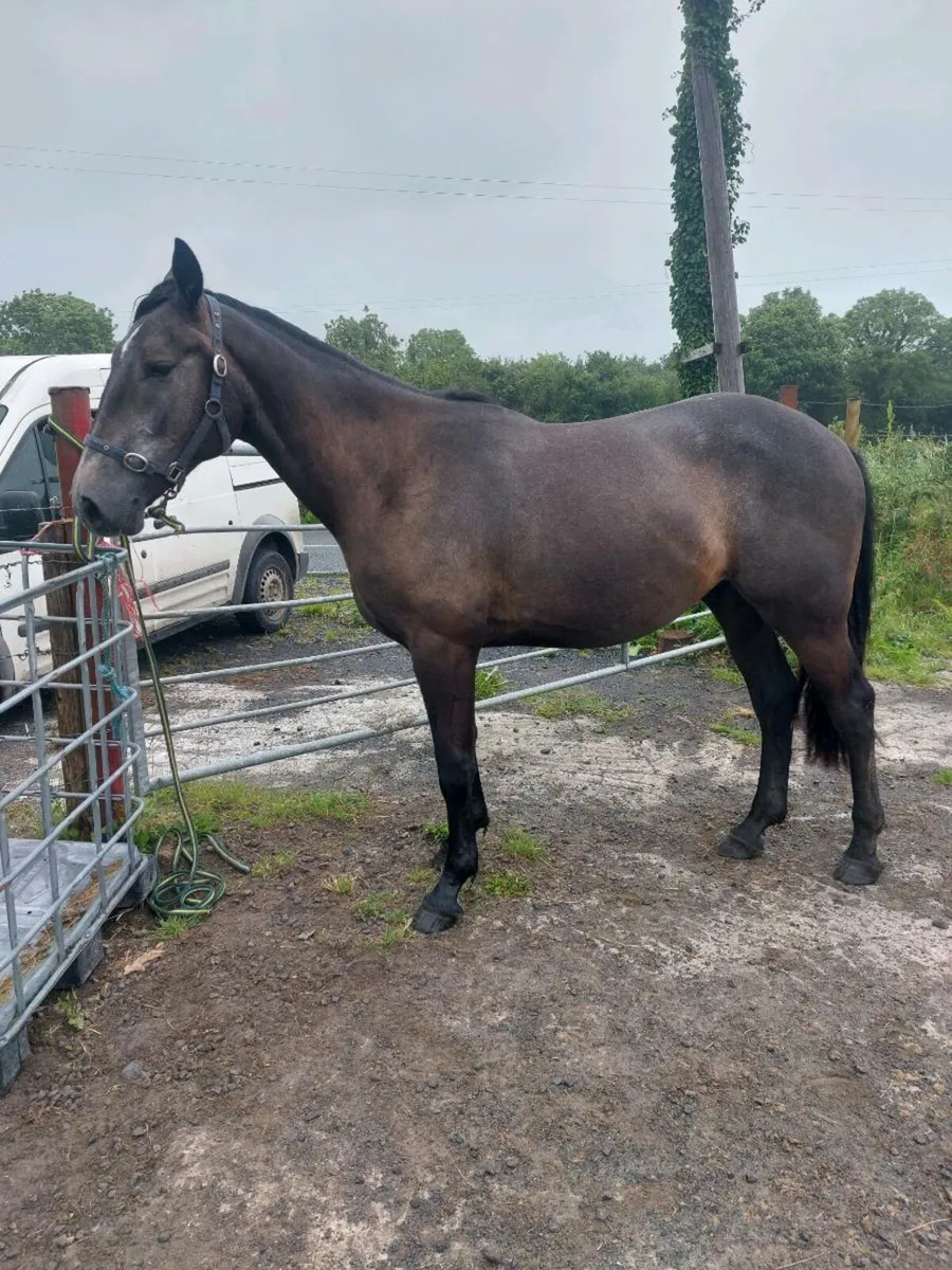 Gelding 2 years old - Image 4