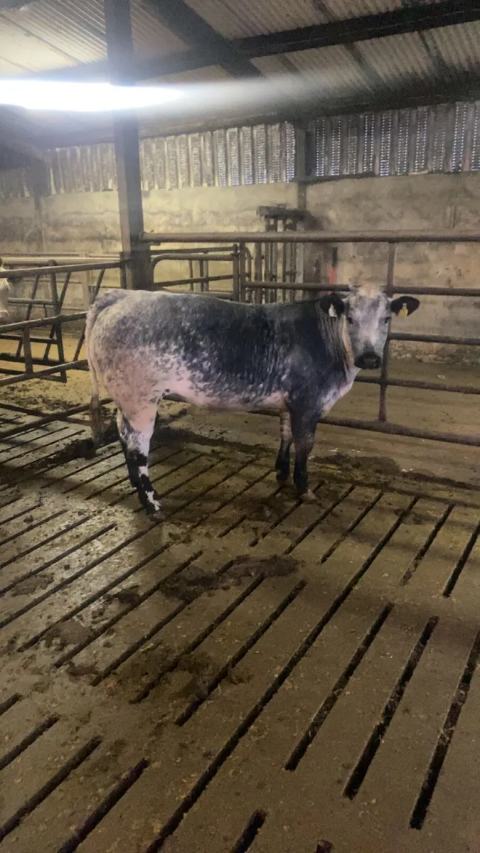 Limousine Blue Heifer - Image 1