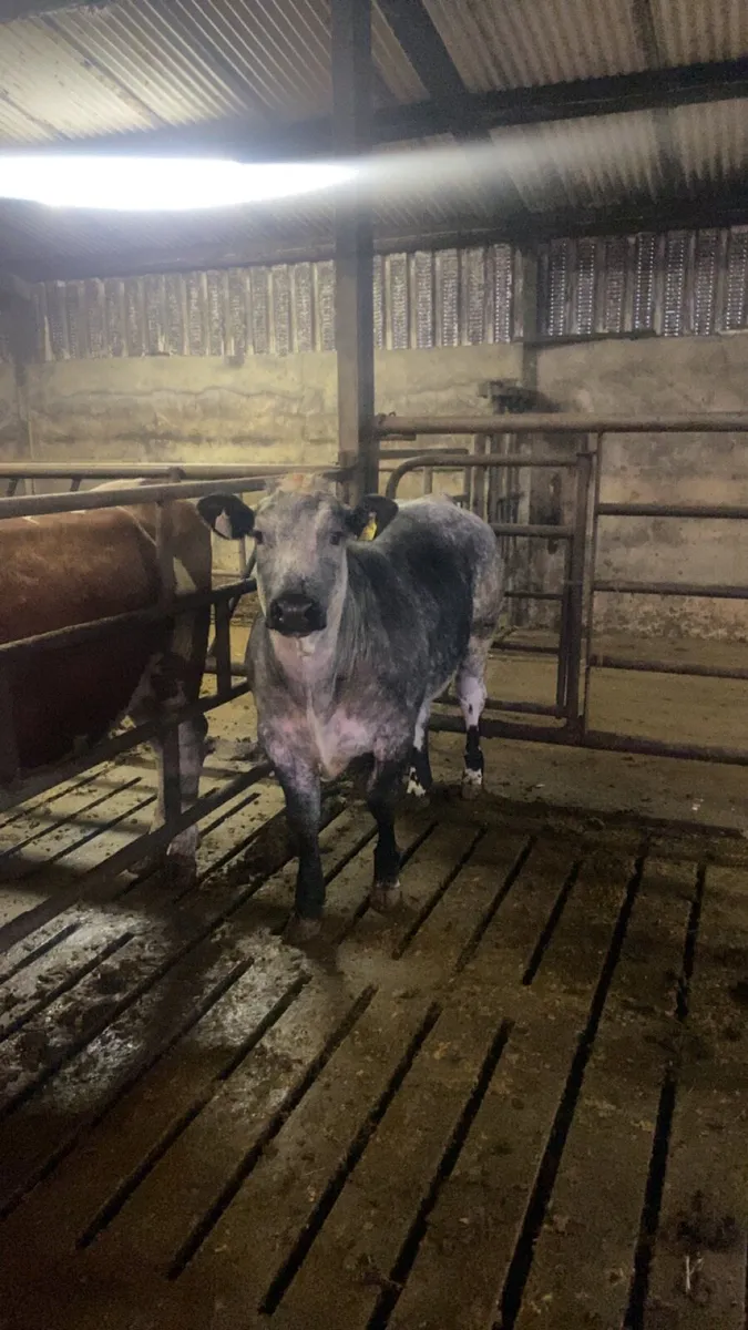 Limousine Blue Heifer - Image 2