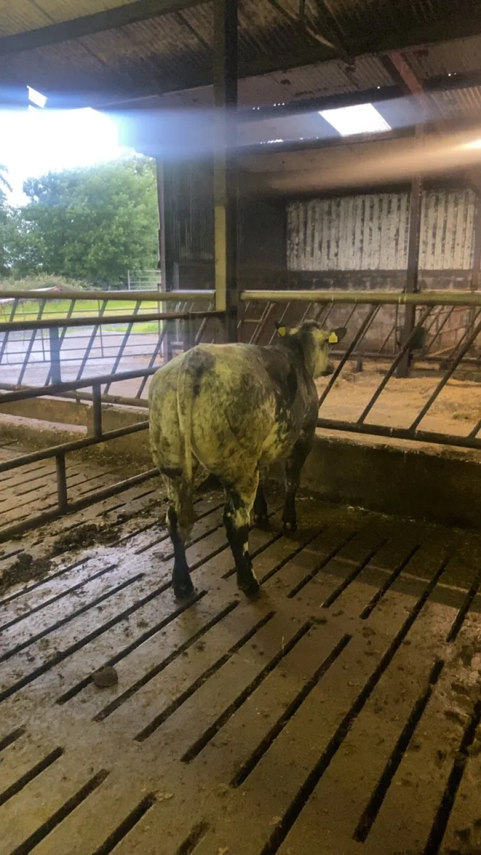 Limousine Blue Heifer - Image 3