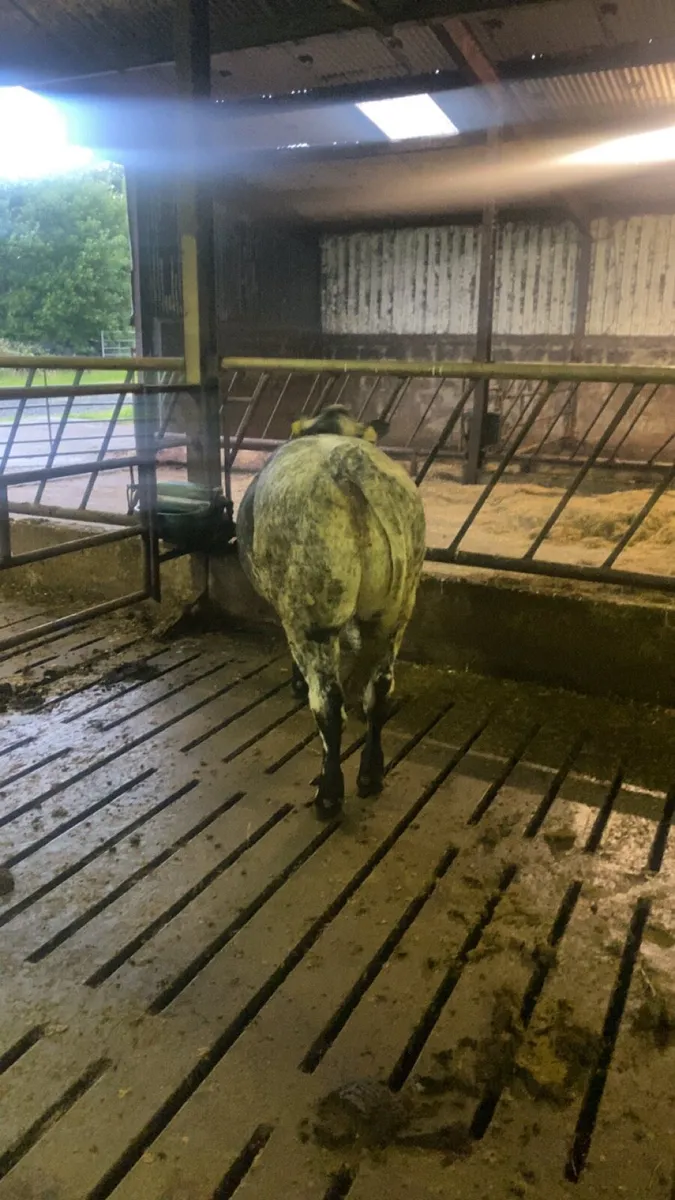 Limousine Blue Heifer - Image 4