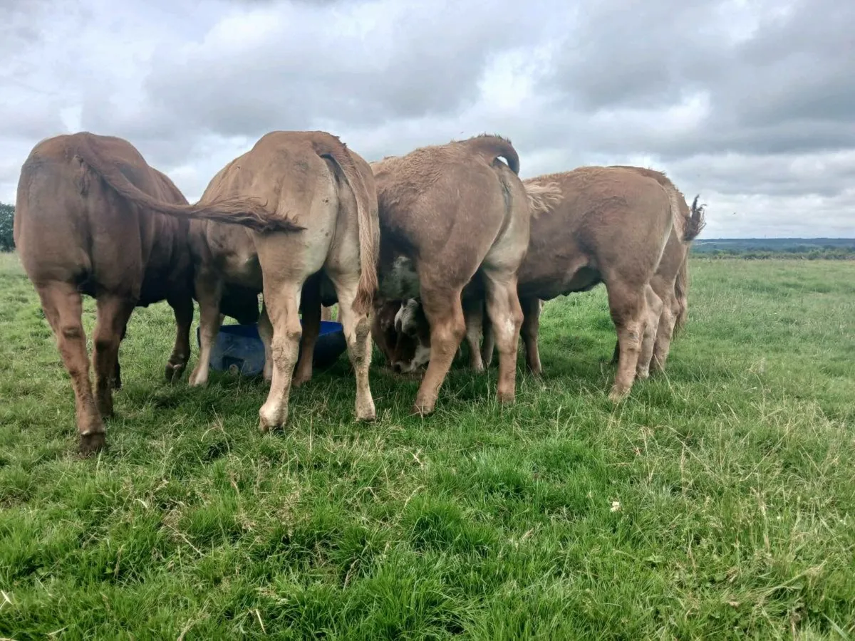 20 Outstanding Limousine Heifers - Image 1