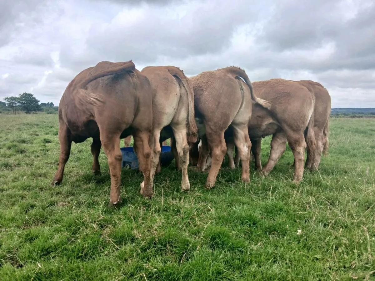 20 Outstanding Limousine Heifers - Image 2