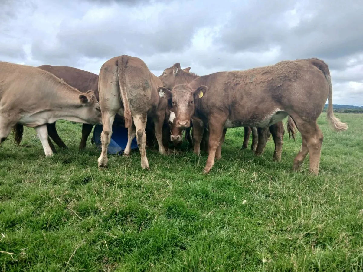 20 Outstanding Limousine Heifers - Image 3