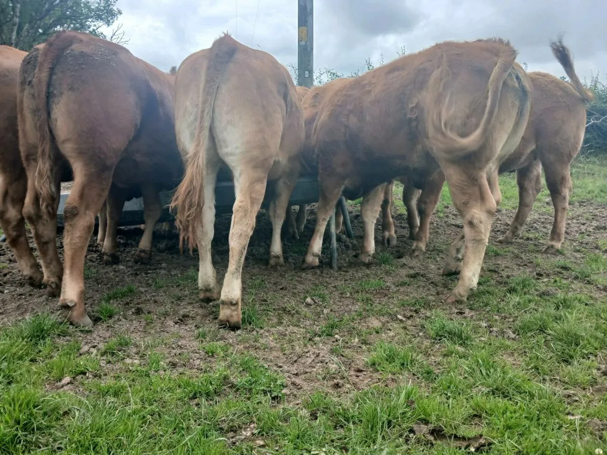 20 Outstanding Limousine Heifers - Image 4