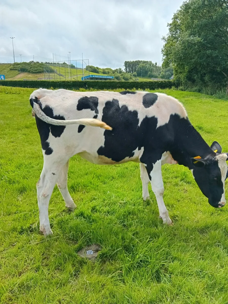 Springing Friesian heifers x 12 for Sale - Image 1