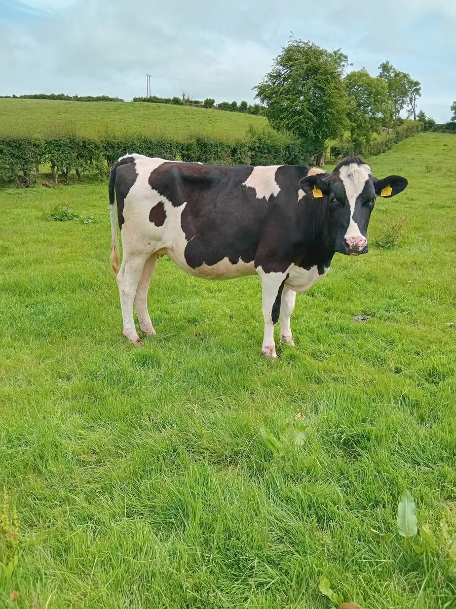 Springing Friesian heifers x 12 for Sale - Image 2