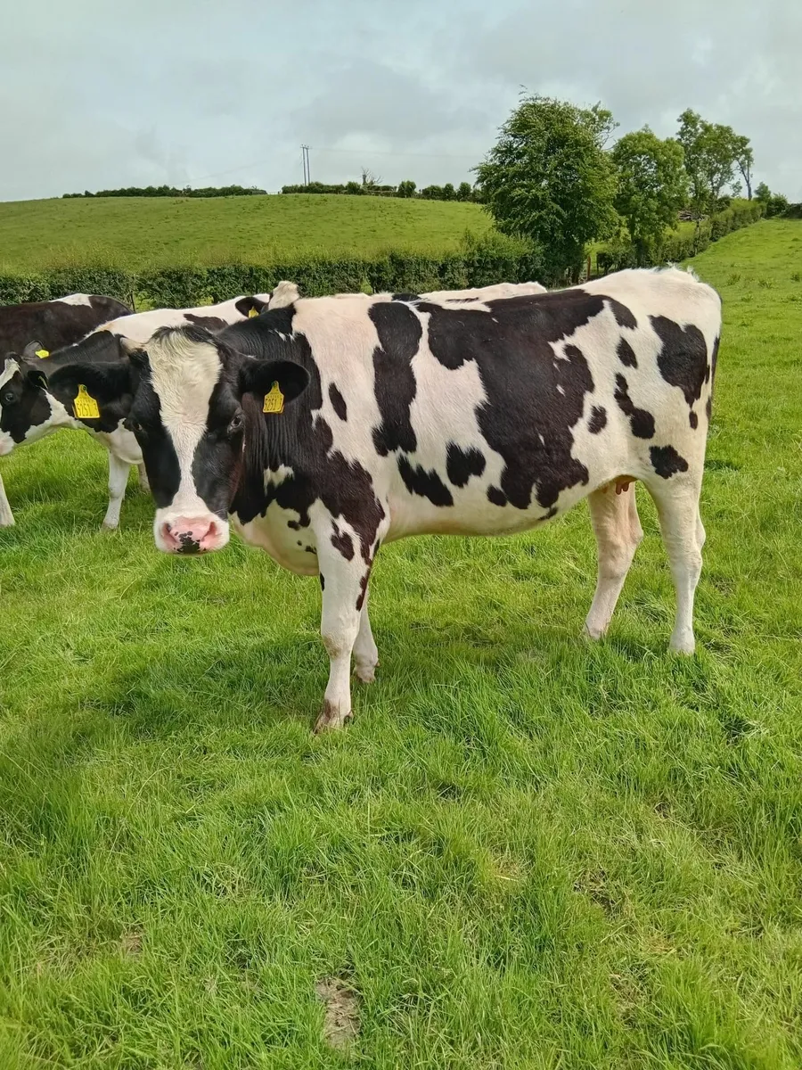 Springing Friesian heifers x 12 for Sale - Image 3