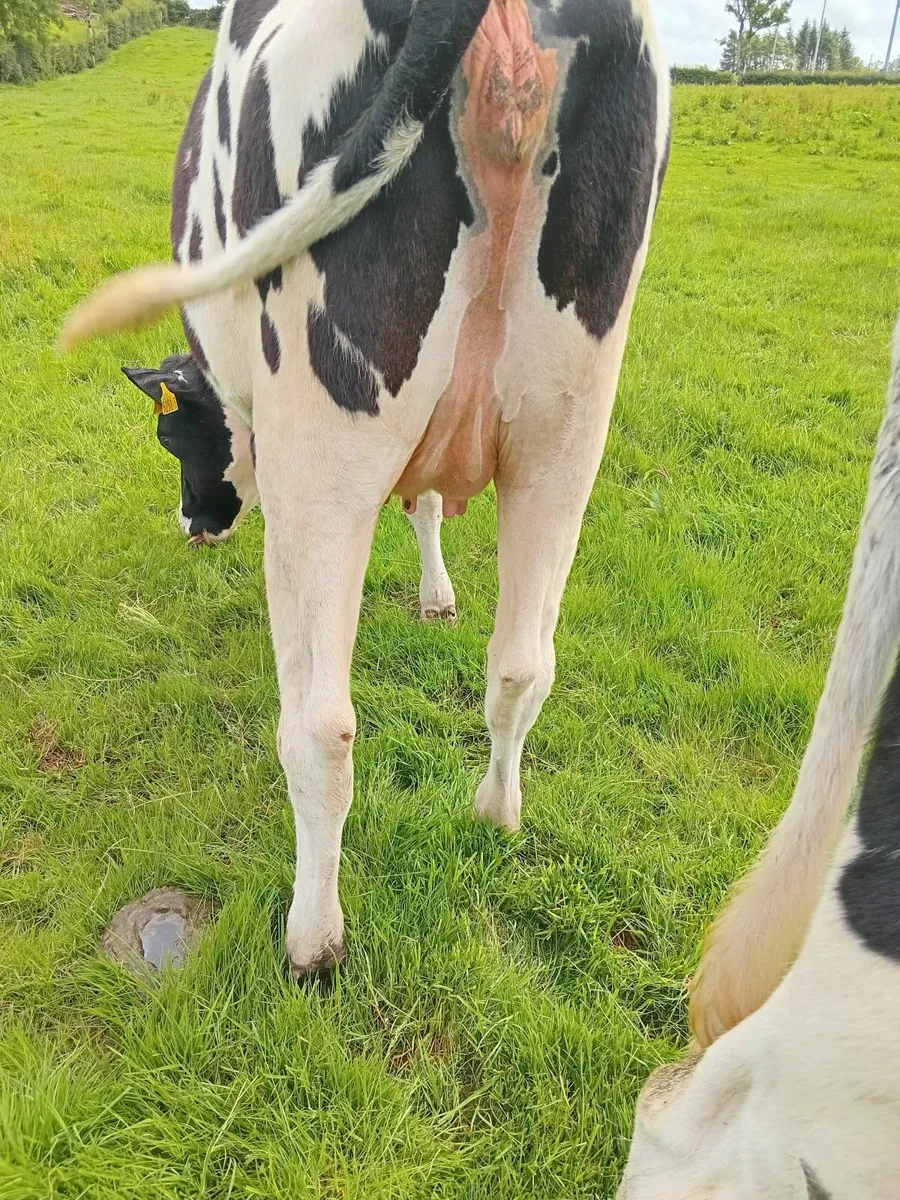 Springing Friesian heifers x 12 for Sale - Image 4