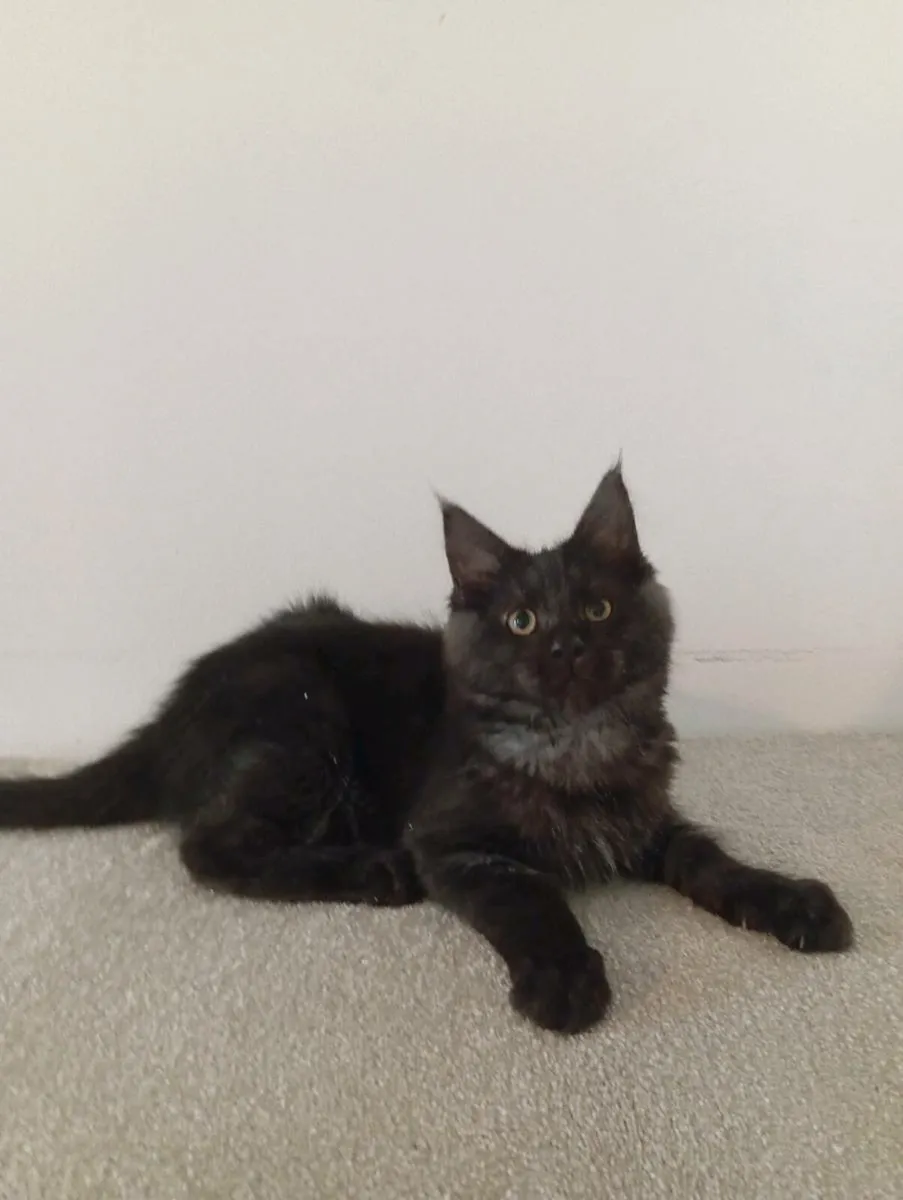 Female Maine coon kitten - Image 2