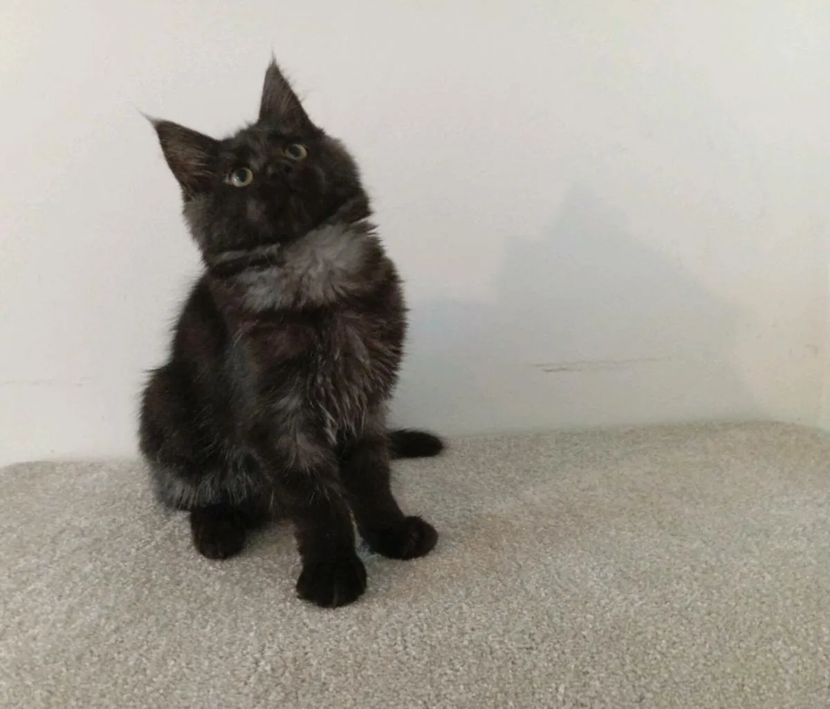 Female Maine coon kitten - Image 1