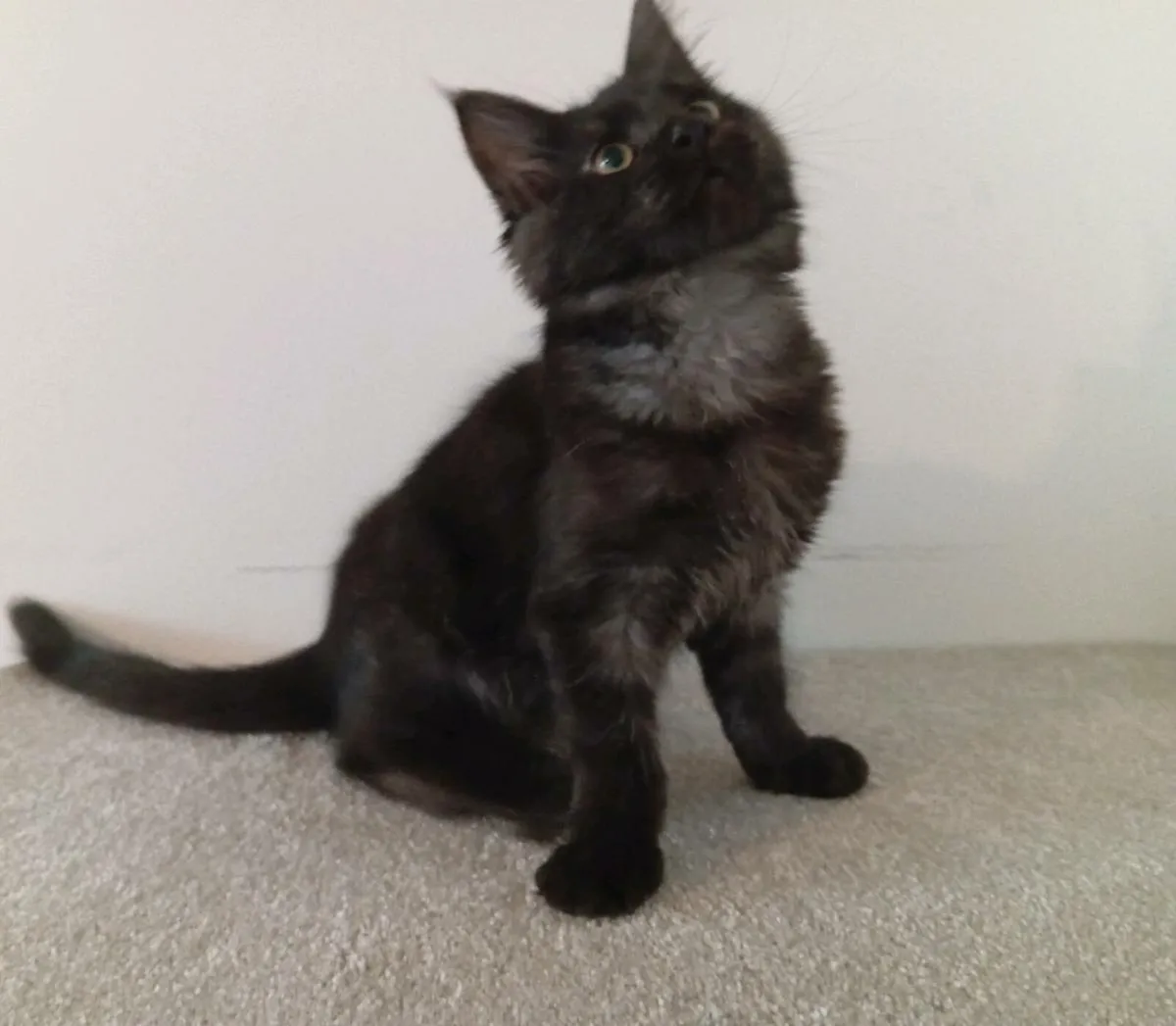 Female Maine coon kitten - Image 3