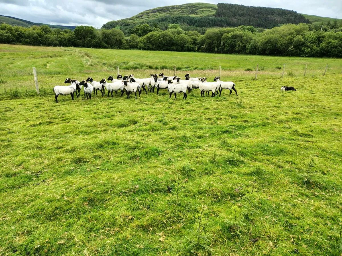 Blackface hoggets - Image 1