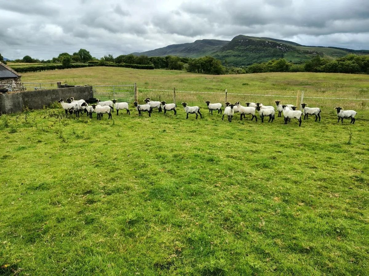 Blackface hoggets - Image 2