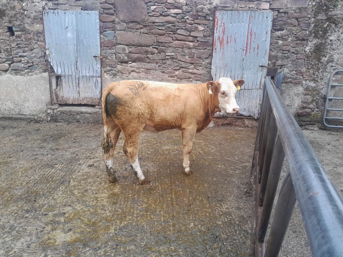 PBR Simmental Bull & Heifers - Image 2