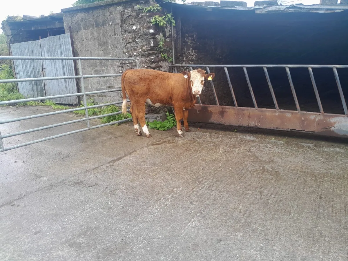 PBR Simmental Bull & Heifers - Image 3