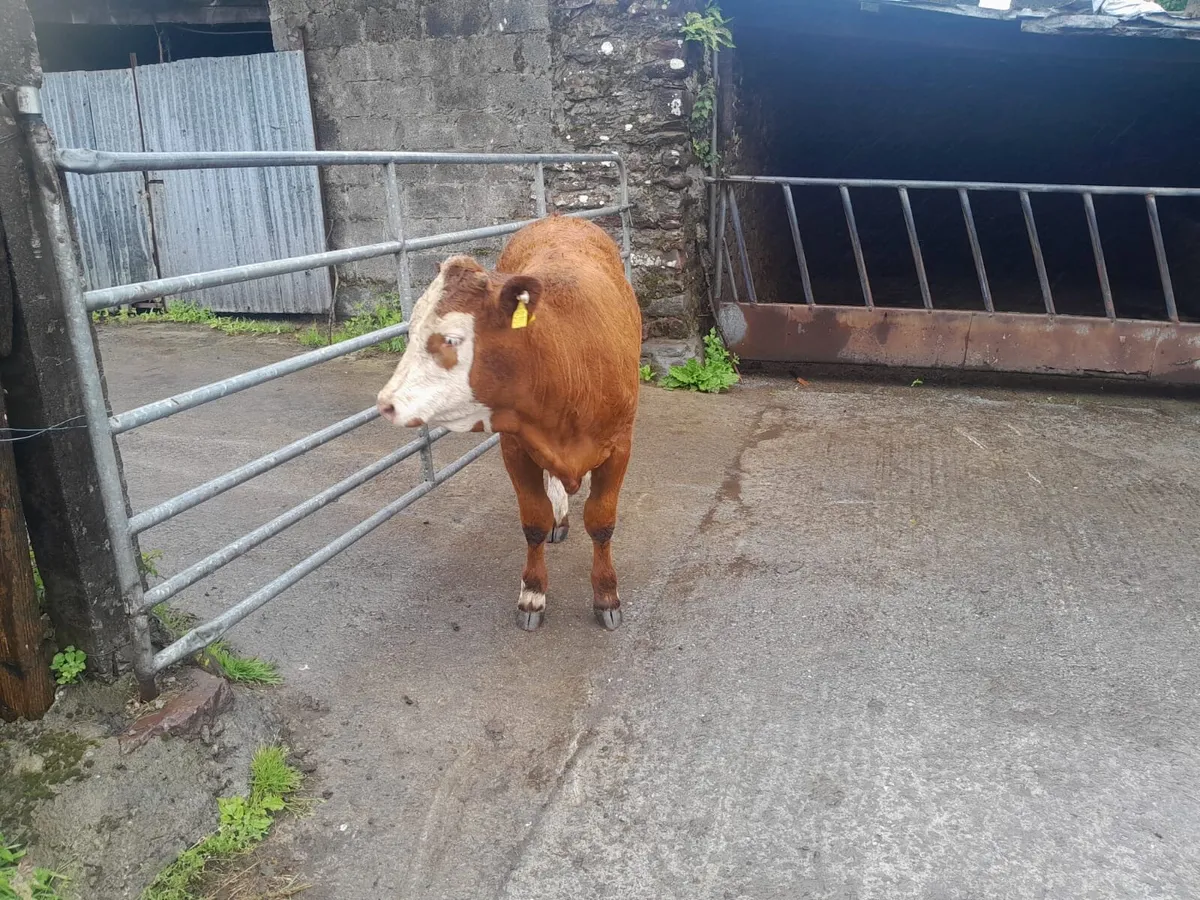 PBR Simmental Bull & Heifers - Image 4