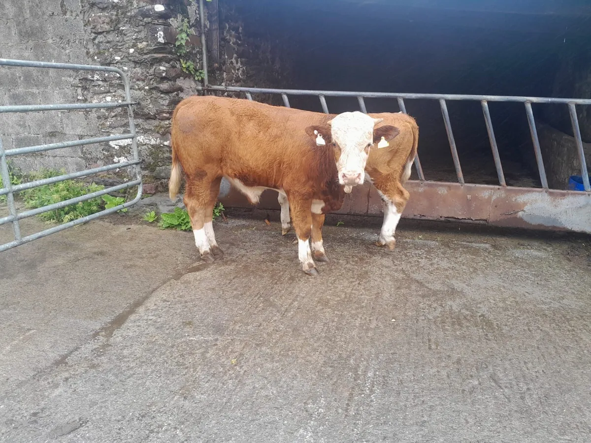 PBR Simmental Bull & Heifers - Image 1