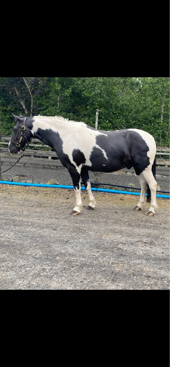 Goresbridge lot 707 - Image 1