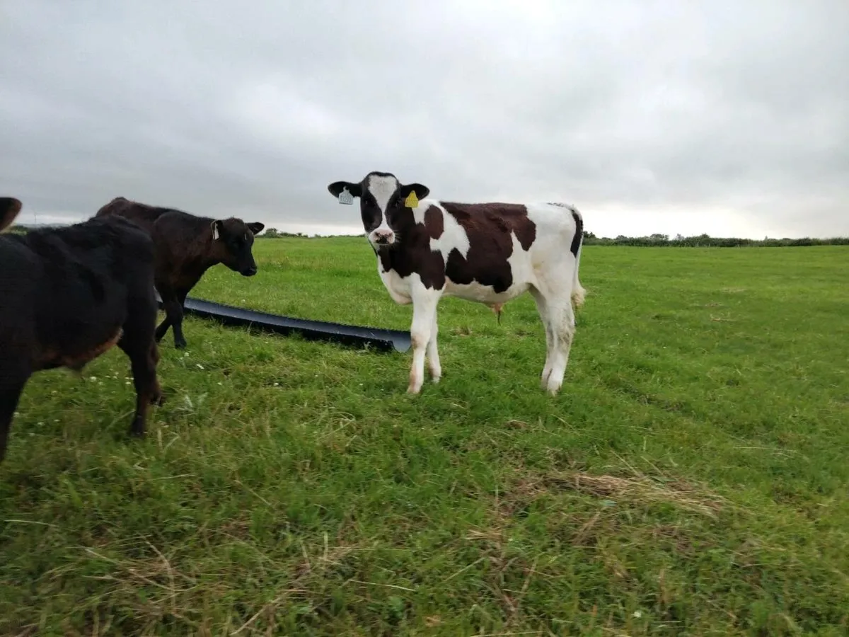 Calves runners - Image 1