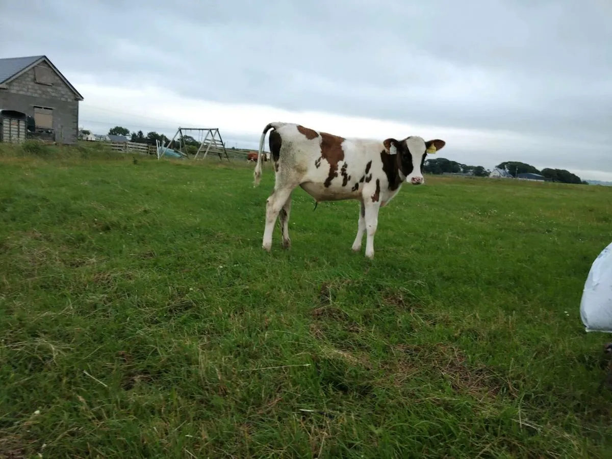 Calves runners - Image 2