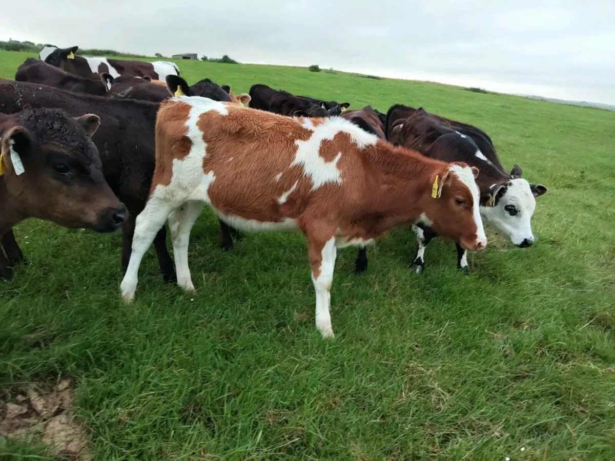 Calves runners - Image 3