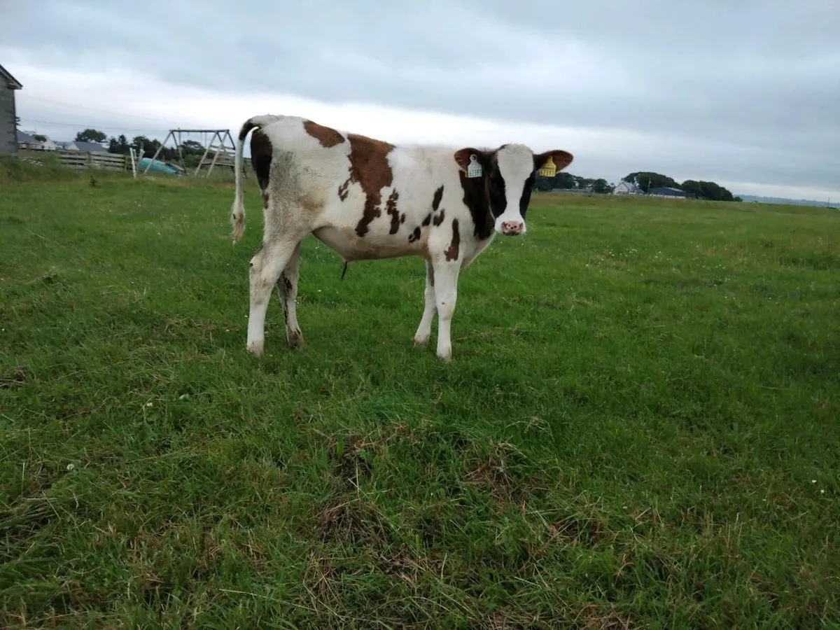 Calves runners - Image 4