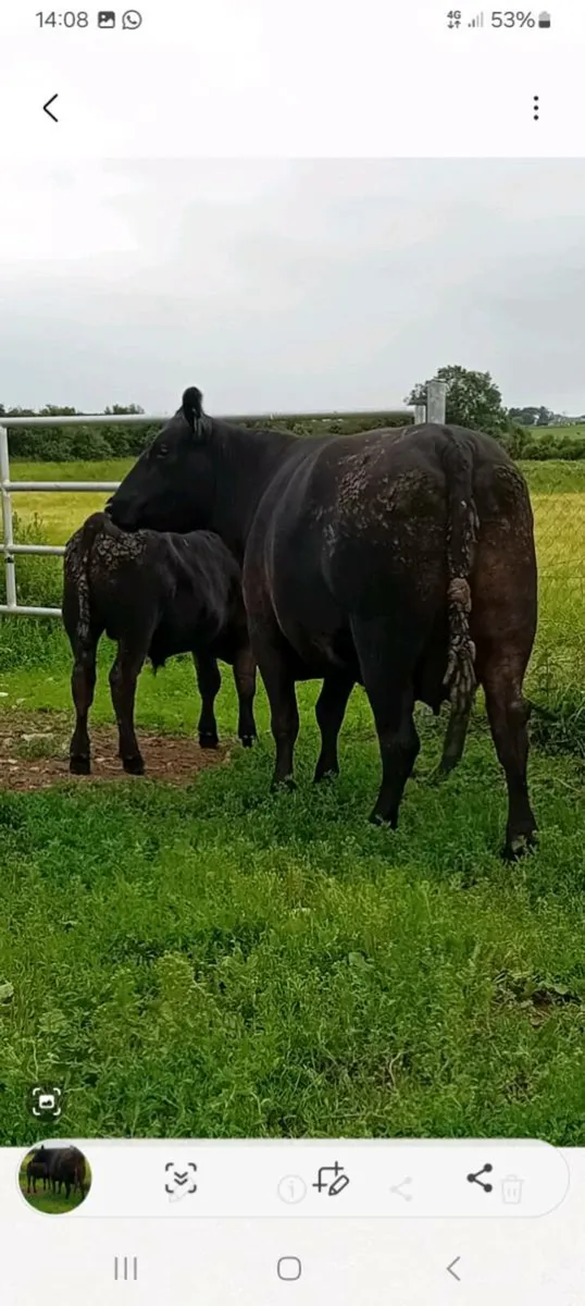 Pedigree Angus cow and bull calf - Image 1