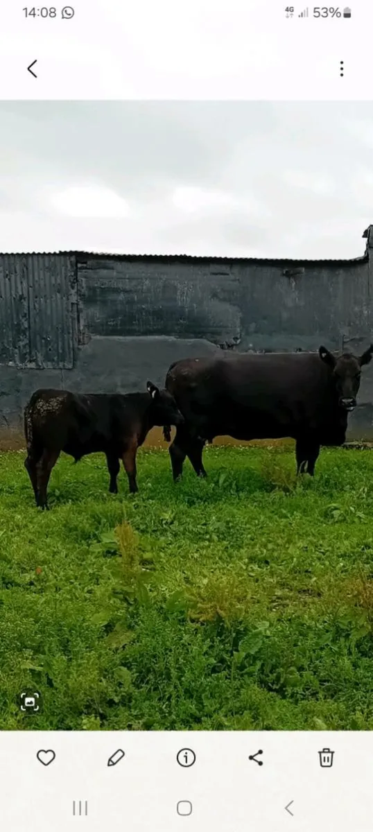 Pedigree Angus cow and bull calf - Image 4