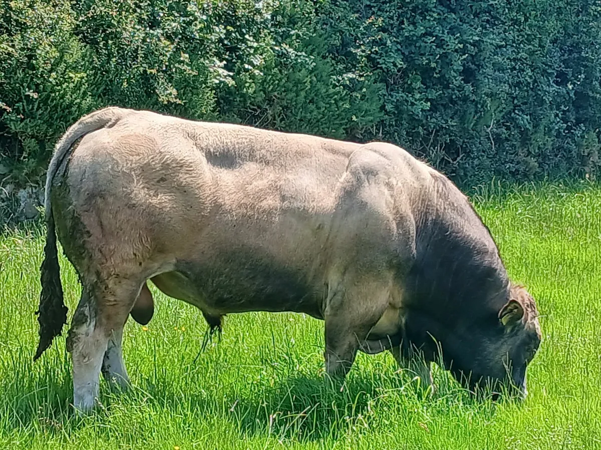 For sale Aubrac bull - Image 1