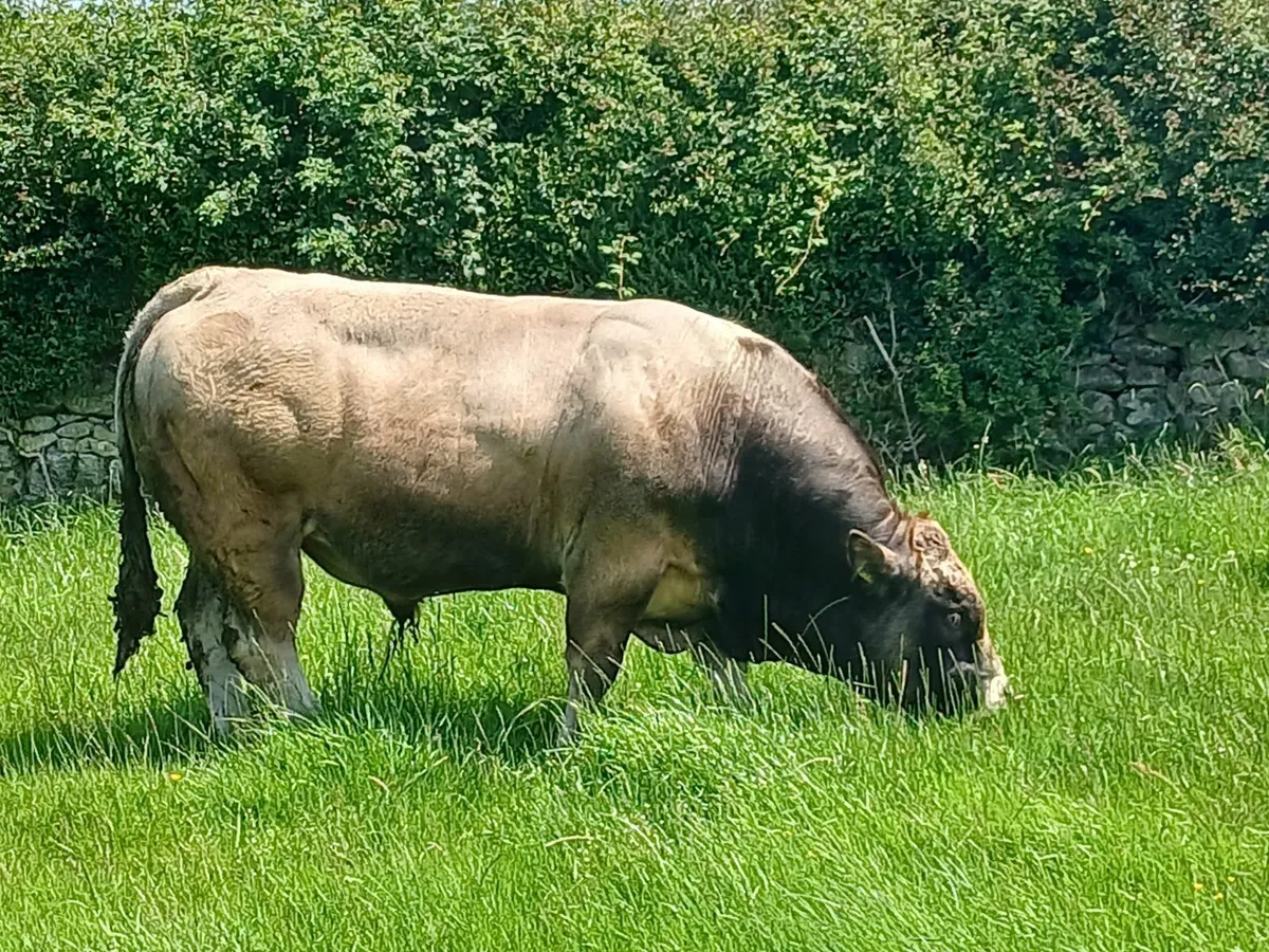 For sale Aubrac bull - Image 2
