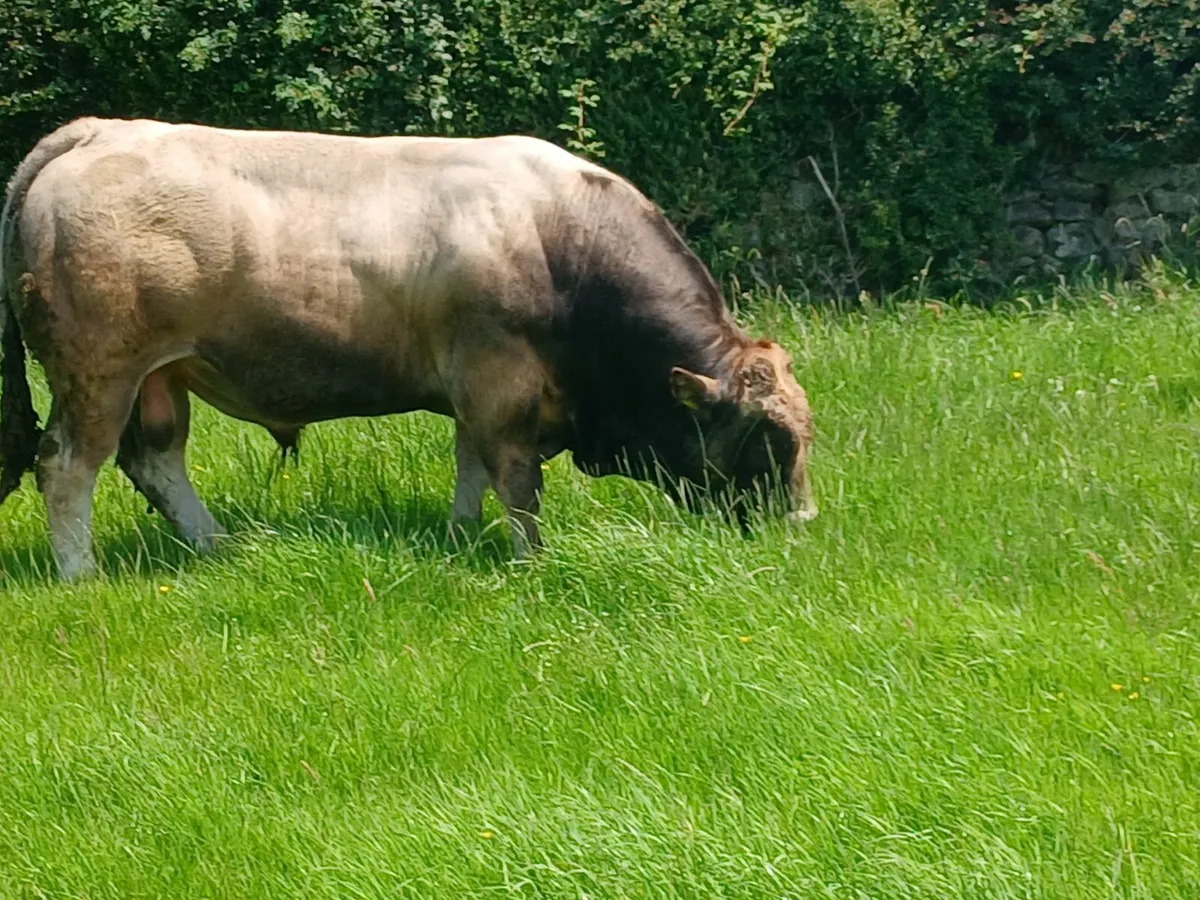 For sale Aubrac bull - Image 3