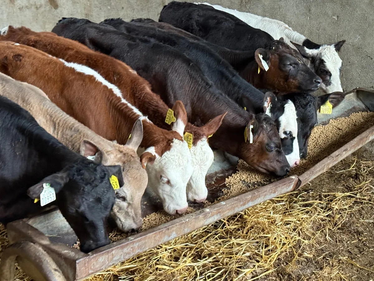 10  REARED ANGUS & HEREFORD HEIFERS ( HOMEBRED) - Image 3