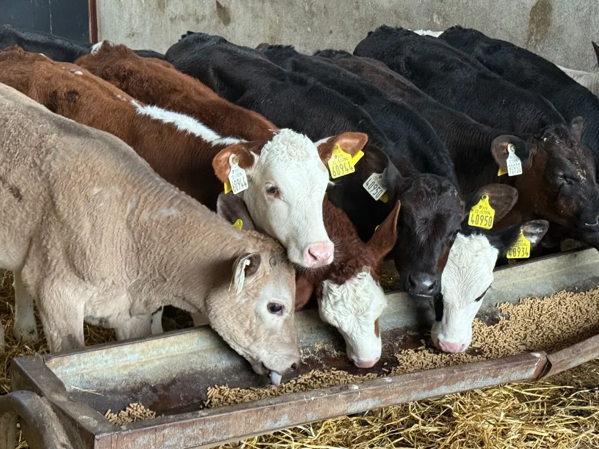 10  REARED ANGUS & HEREFORD HEIFERS ( HOMEBRED) - Image 1
