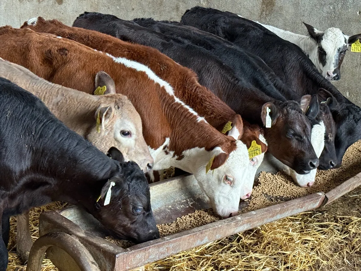 10  REARED ANGUS & HEREFORD HEIFERS ( HOMEBRED) - Image 2