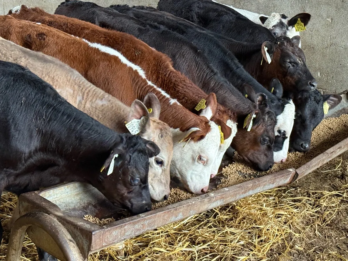 10  REARED ANGUS & HEREFORD HEIFERS ( HOMEBRED) - Image 4