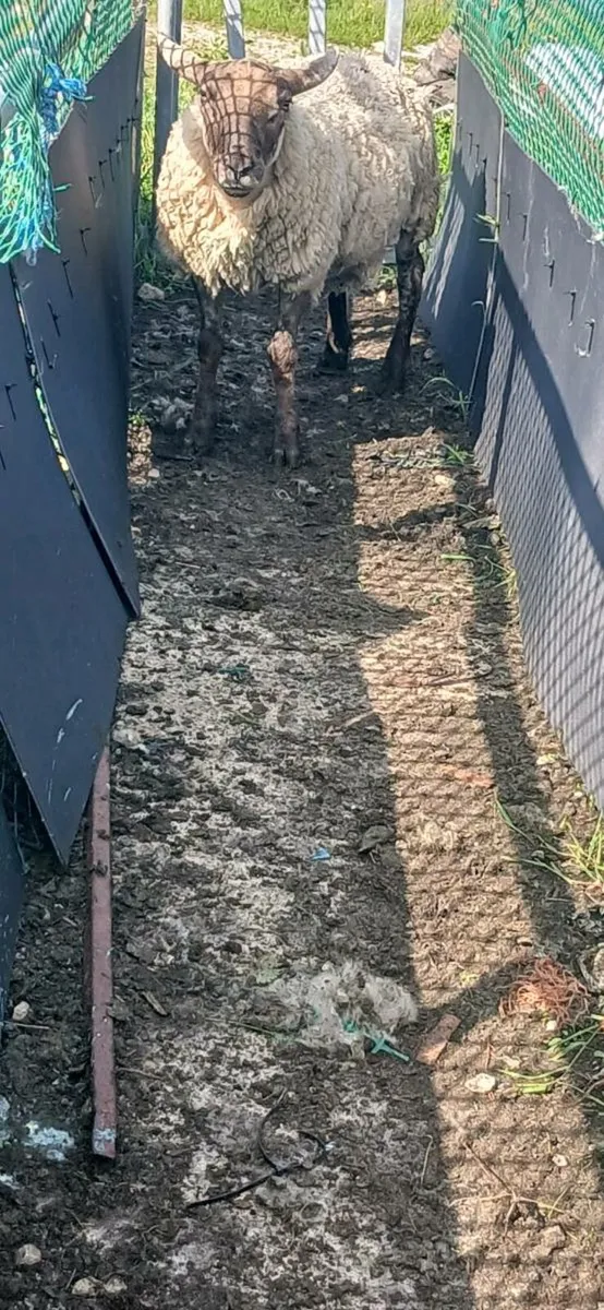 3 year old suftex Ram - Image 1