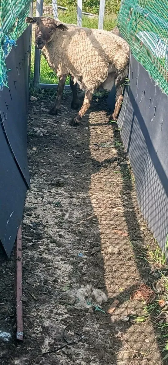 3 year old suftex Ram - Image 2