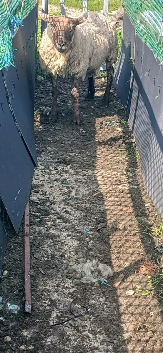 3 year old suftex Ram - Image 3